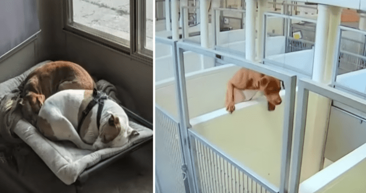 Brave Pittie “Makes The Leap” To Reunite With Best Friend