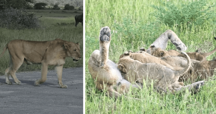Lion Cubs Rush To Reunite With Their Mom When She Calls