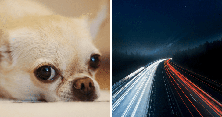 Concerned Drivers Help Protect Lost Chihuahua From Highway Traffic