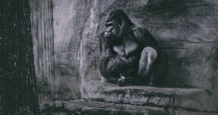 Two Zookeepers Stuck In Gorilla Enclosure Strategize To Escape Safely