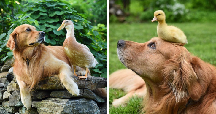 Dog Becomes Parent To 3 Newborn Ducklings