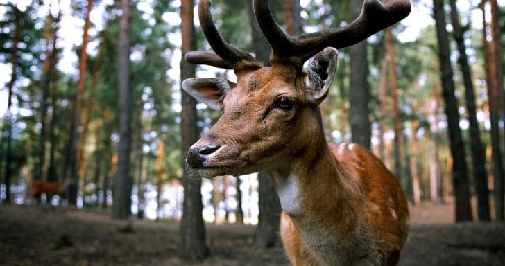 Uninvited Deer Shows Up To Baby Boy’s Outdoor Photo Shoot